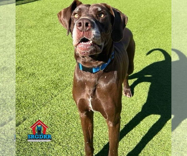 Medium Photo #1 Great Dane Puppy For Sale in Bullard, TX, USA