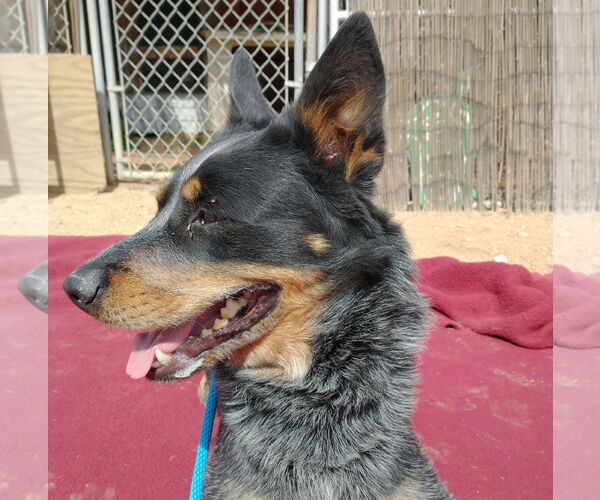 Medium Photo #7 Australian Cattle Dog Puppy For Sale in Apple Valley, CA, USA