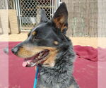 Small #6 Australian Cattle Dog