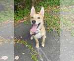Small #7 Dutch Shepherd  Mix