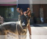 Small German Shepherd Dog