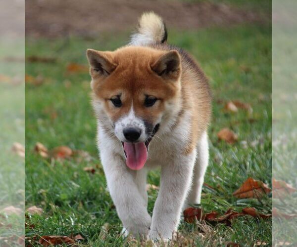 Medium Photo #2 Shiba Inu Puppy For Sale in GREENCASTLE, PA, USA