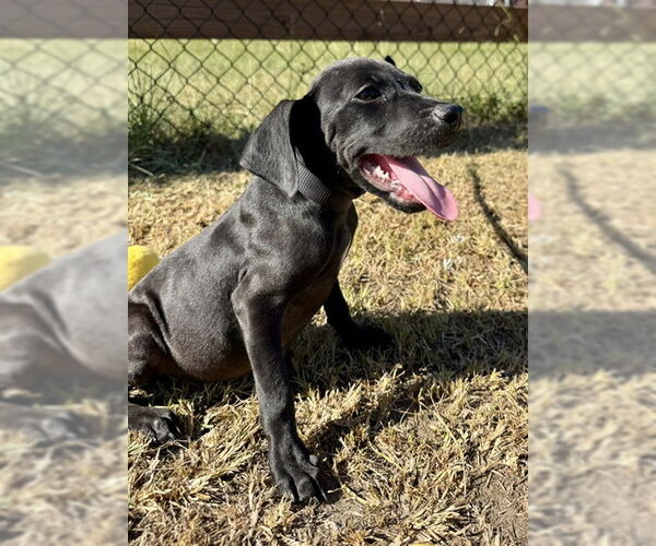 Medium Photo #3 Bulldog-Labrador Retriever Mix Puppy For Sale in Tarrytown, GA, USA