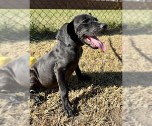 Garrett - Male Bulldog-Labrador Retriever Mix Dog for Adoption - Photo #3