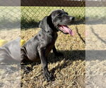 Small Photo #3 Bulldog-Labrador Retriever Mix Puppy For Sale in Tarrytown, GA, USA