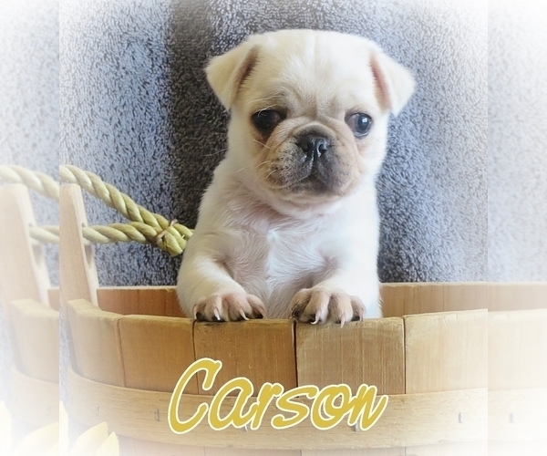 Medium Photo #7 Pug Puppy For Sale in ELVERSON, PA, USA