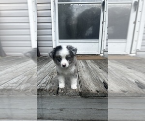 Miniature Australian Shepherd Puppy for sale in REIDSVILLE, NC, USA