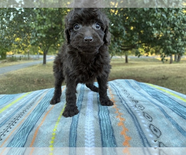 Medium Photo #10 Aussiedoodle Miniature  Puppy For Sale in OKLAHOMA CITY, OK, USA