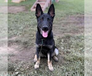 German Shepherd Dog Dogs for adoption in Modesto, CA, USA