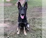 Small German Shepherd Dog