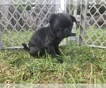 Small #3 Pug