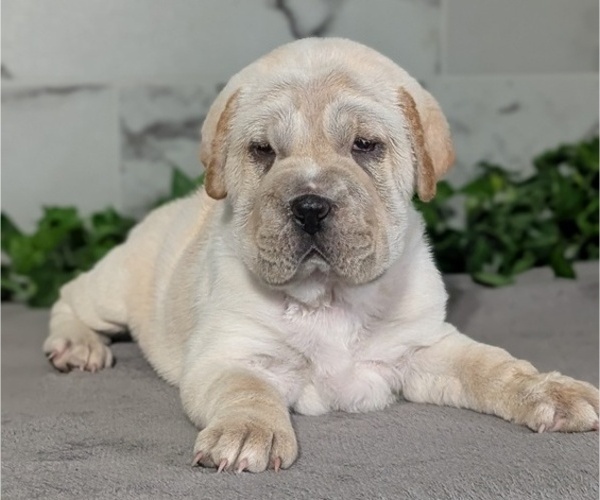 Medium Photo #2 Cocker-Pei Puppy For Sale in GOSHEN, IN, USA