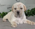 Small #1 Cocker-Pei