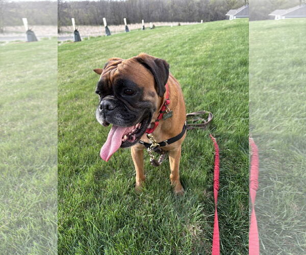 Medium Photo #6 Boxer Puppy For Sale in Woodbury, MN, USA