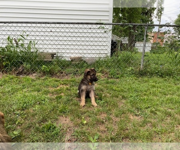 Medium Photo #7 German Shepherd Dog Puppy For Sale in SPRINGFIELD, IL, USA