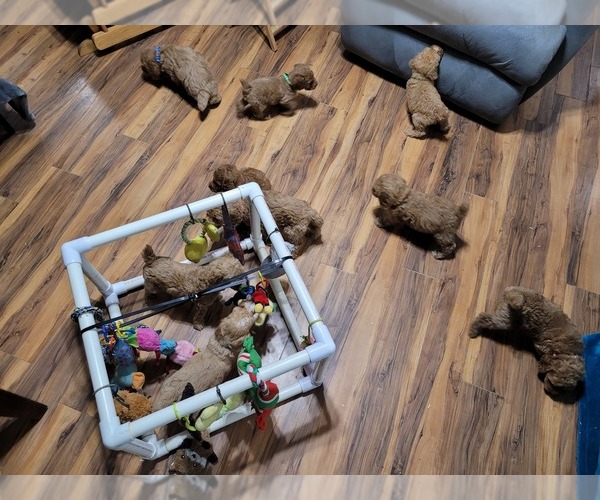 Medium Photo #3 Poodle (Standard) Puppy For Sale in AIKEN, SC, USA