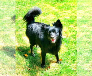 Pogo - Male Pomsky Dog for Adoption - Photo #5
