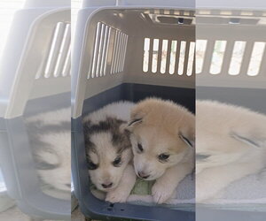 Siberian Husky Dogs for adoption in Cedar Crest, NM, USA