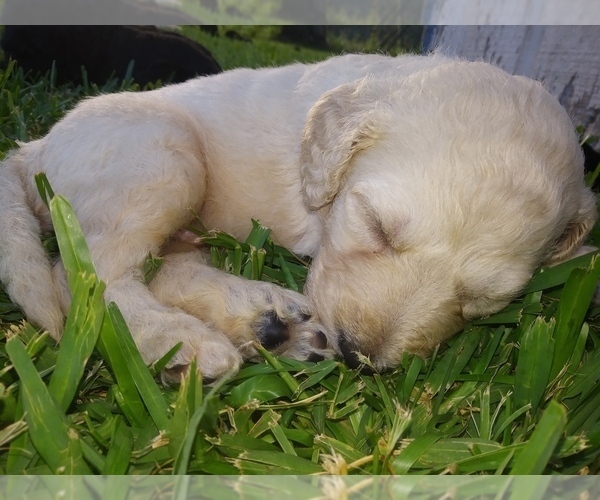Medium Photo #11 Goldendoodle Puppy For Sale in SUMMERFIELD, LA, USA