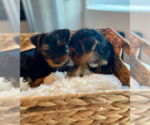 Small #7 Yorkshire Terrier