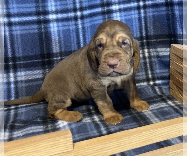 Medium Photo #1 Bloodhound Puppy For Sale in FORT MORGAN, CO, USA