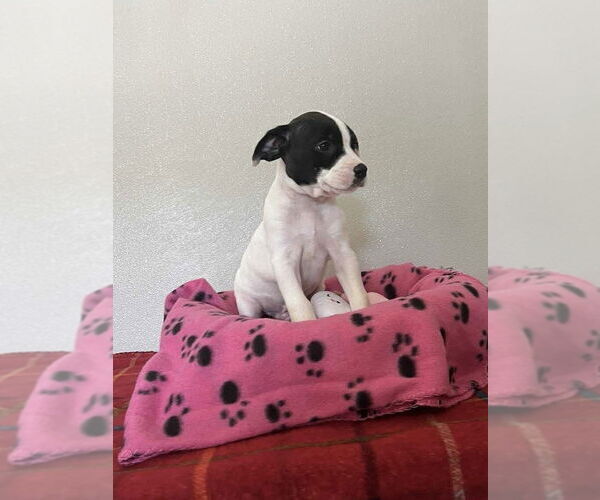 Medium Photo #2 Bogle Puppy For Sale in Osgood, IN, USA