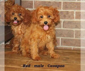 Cavapoo Puppy for sale in CLARKRANGE, TN, USA