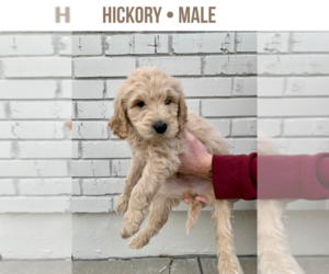 Goldendoodle Puppy for sale in BLUE SPRINGS, MO, USA