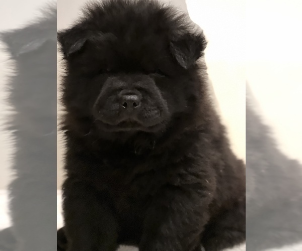 Medium Photo #1 Chow Chow Puppy For Sale in LOS ANGELES, CA, USA