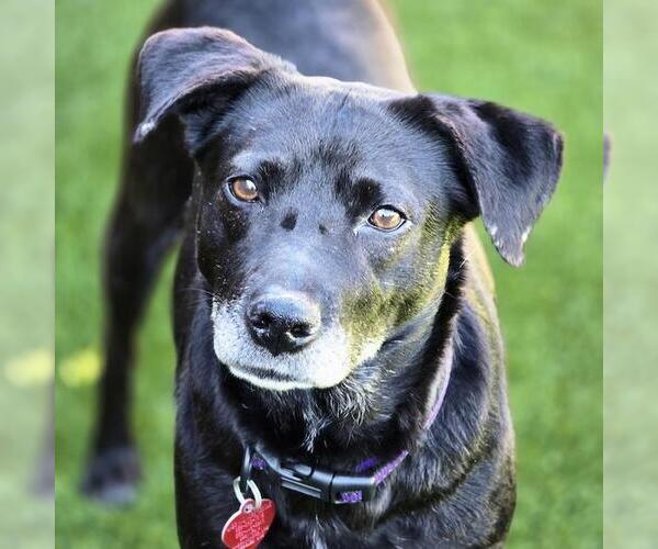 Medium Photo #13 Labrador Retriever-Unknown Mix Puppy For Sale in San Diego, CA, USA
