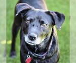Small #12 Labrador Retriever Mix