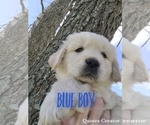 Small Photo #3 English Cream Golden Retriever Puppy For Sale in EL CAMPO, TX, USA