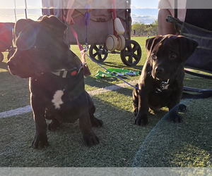 Medium American Pit Bull Terrier-Cane Corso Mix