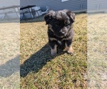 Small Miniature Australian Shepherd