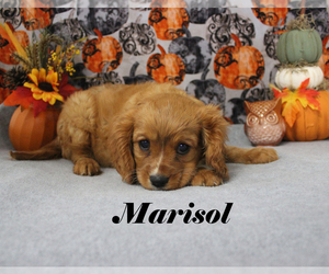 Cavalier King Charles Spaniel Puppy for sale in CHANUTE, KS, USA