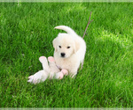 Small #3 English Cream Golden Retriever
