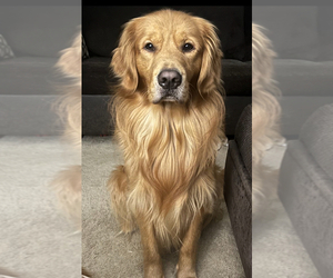 Father of the Golden Retriever puppies born on 08/03/2025