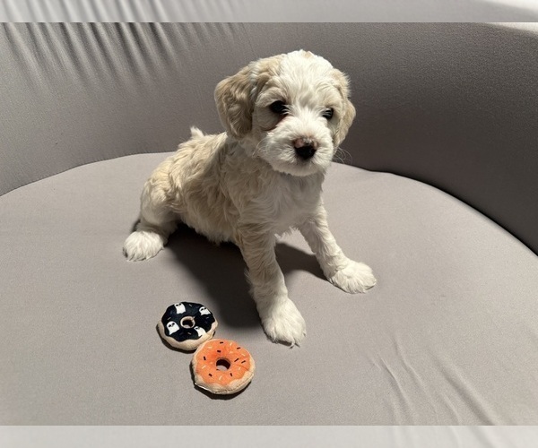 Medium Photo #3 Bernedoodle (Miniature) (+ Poodle Miniature) Puppy For Sale in BREA, CA, USA