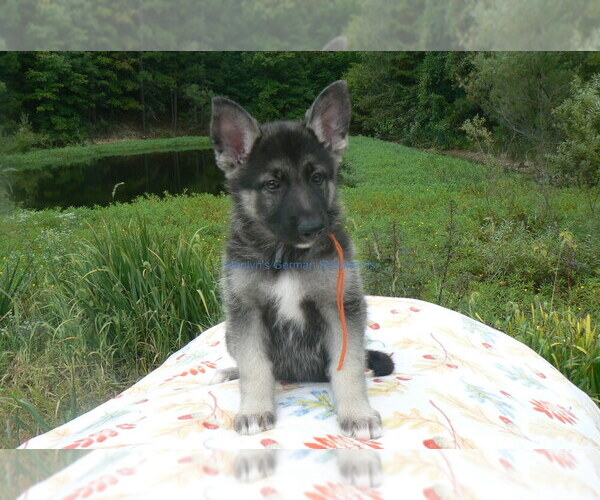Medium Photo #4 German Shepherd Dog Puppy For Sale in PIEDMONT, MO, USA