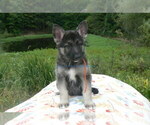 Small #3 German Shepherd Dog