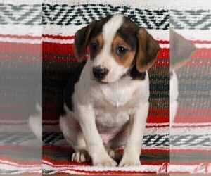 Mountain Cur Dog for Adoption in FREDERICKSBURG, Ohio USA
