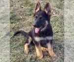 Small #4 German Shepherd Dog