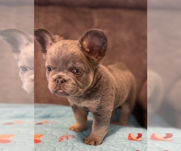 Medium Photo #1 French Bulldog Puppy For Sale in WOODBRIDGE, VA, USA