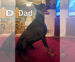 Father of the Doberman Pinscher puppies born on 01/16/2024