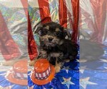 Puppy Pluto Morkie