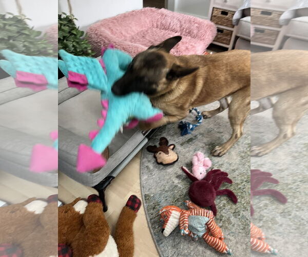 Medium Photo #9 German Shepherd Dog-Unknown Mix Puppy For Sale in Seattle, WA, USA