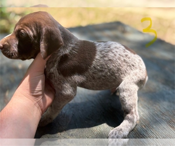 Medium Photo #1 German Shorthaired Pointer Puppy For Sale in BONIFAY, FL, USA
