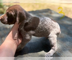 German Shorthaired Pointer Puppy for sale in BONIFAY, FL, USA