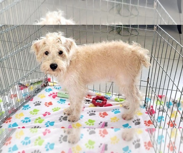 Medium Photo #2 Schnoodle (Miniature) Puppy For Sale in ORO VALLEY, AZ, USA
