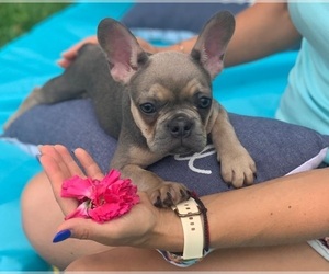 French Bulldog Puppy for sale in TAMPA, FL, USA